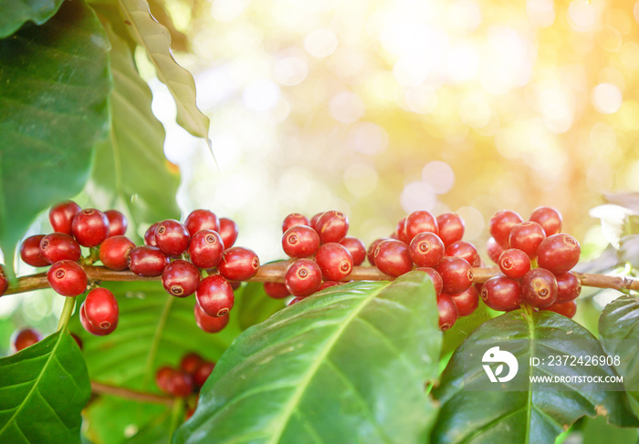 fresh coffee beans on tree with flare light