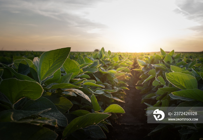 Soybean Field Rows