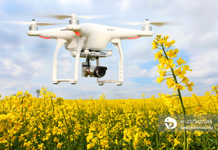 Drone quadrocopter over blooming rapeseed. Farmer use drone for inspect of crop on rapeseed fields. 