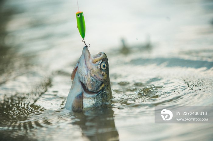 Lure fishing. Fishing - relaxing and enjoying hobby. Fishing. Brown trout fish. Still water trout fi