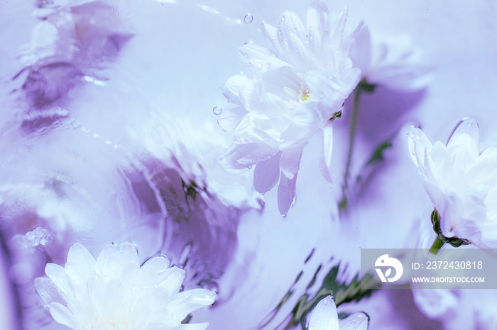 Creative flower composition on blue background still life