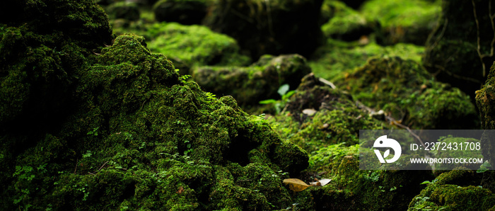 Beautiful Bright Green moss grown up cover the rough stones