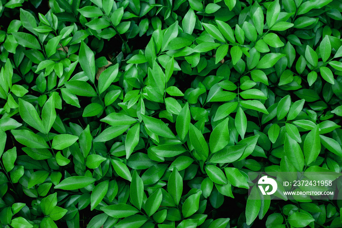 closeup nature view of green leaf texture, dark wallpaper concept, nature background, tropical leaf