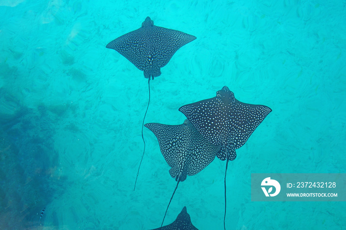 Underwater view of a school of wild Spotted Eagle Ray (Aetobatus narinari) fish swimming in the Bora