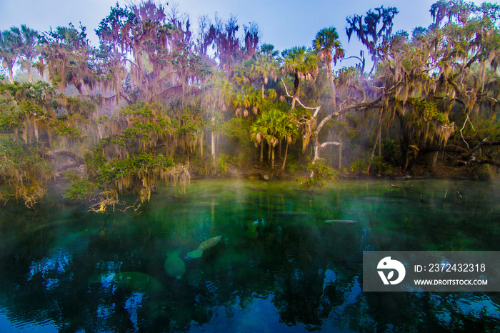 Manatees at Blue Springs state park in Orange City Florida