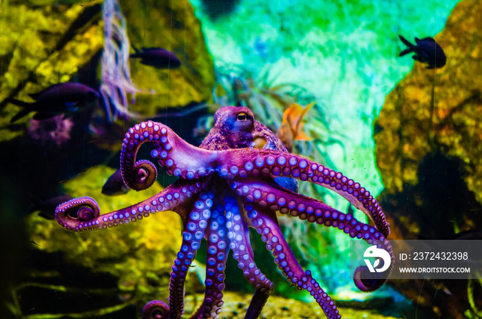 Octopus in a sea water aquarium squid in blue sea water