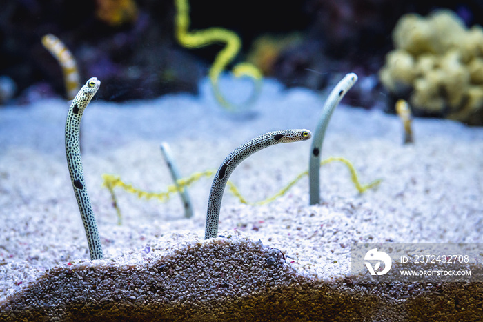 Group of garden eels heteroconger in aquarium