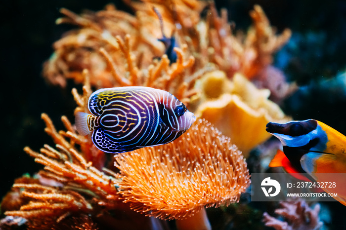 水族馆里的波马刺蓝天使海鱼