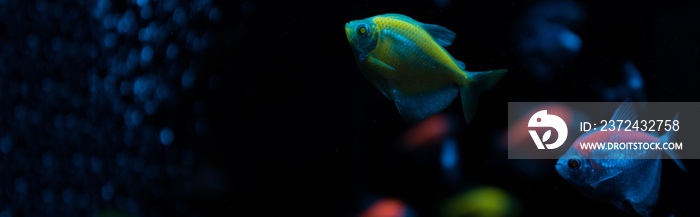 黑色背景下霓虹灯对水族馆鱼类的选择性聚焦，全景拍摄