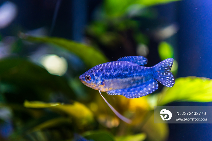 fish in aquarium