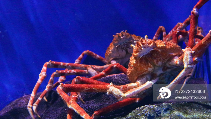 タカアシガニ　-Japanese spider crab-