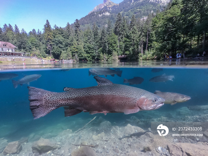 Famous Blausee with trouts in Swizerland