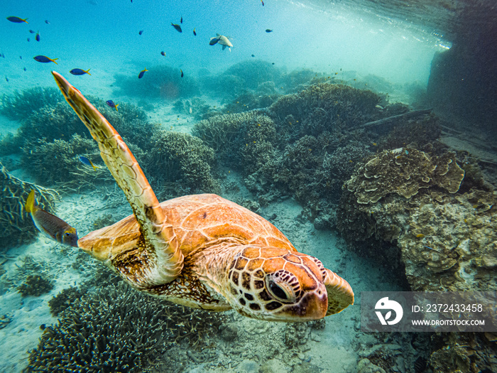 Turtle at Heron Island Queensland near the wreck