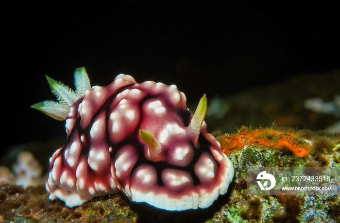 Nudibranch - Sea Slug in Chuuk (Truk lagoon) Micronesia