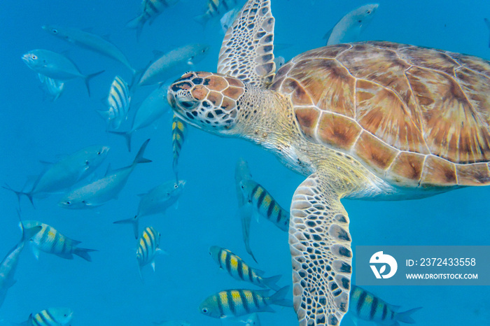 绿色海龟（Chelonia mydas）在巴巴多斯蓝色大海中游泳的水下景观