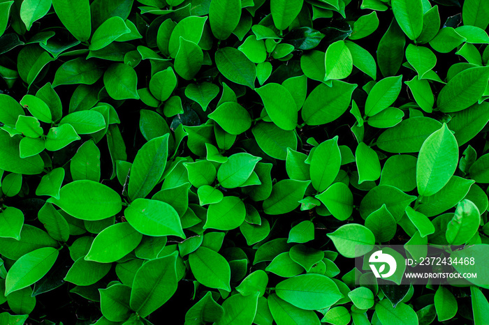 closeup nature view of green leaf in garden, dark wallpaper concept, nature background, tropical lea