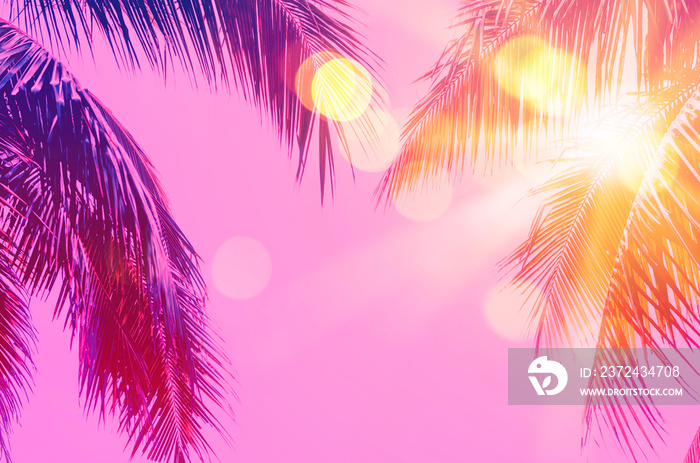 Copy space pink tropical palm tree on sky abstract background. Summer vacation and nature travel adv