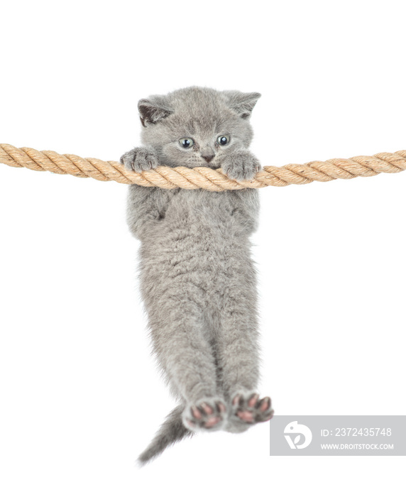 Baby kitten  is hanging on the rope. isolated on a white background