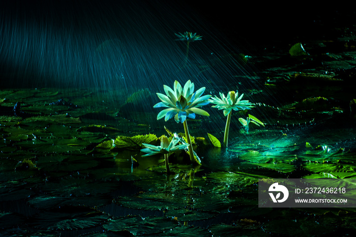 The fantasic nightview of the lotus pond,Lotus and water lily flower and leaves.