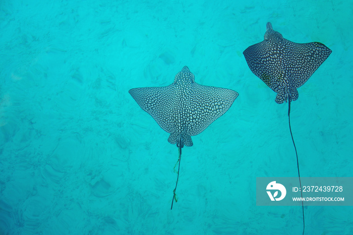 Underwater view of a school of wild Spotted Eagle Ray (Aetobatus narinari) fish swimming in the Bora