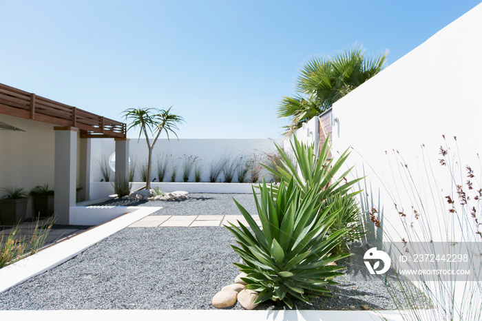 Plants growing on sunny modern patio