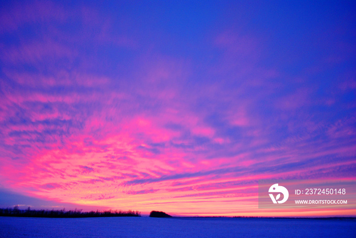 Field covered with snow, bright golden-pink sunset behind poplar trees line without leaves on the hi