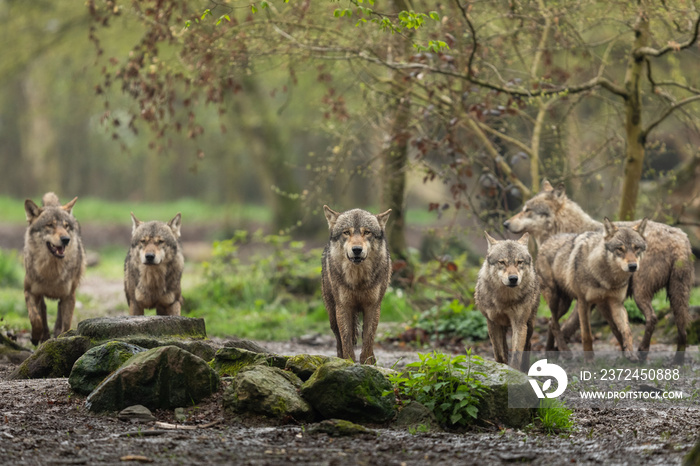 Grey Wolf in the rain