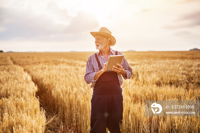 Sixty years old agronomist inspecting wheat field and using tablet computer.