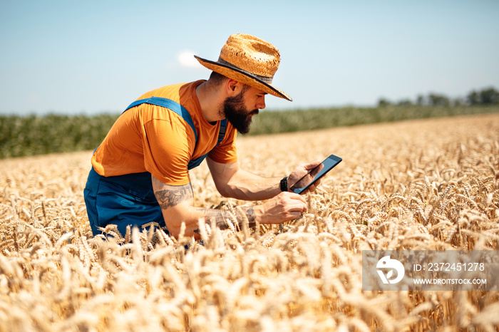 Young agronomist inspecting wheat field and using tablet computer.