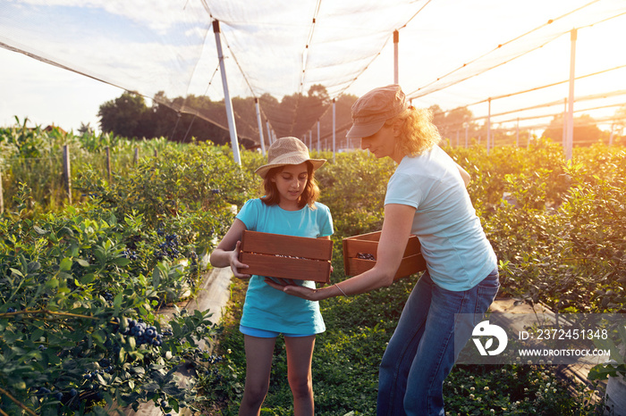 现代家庭在有机农场采摘蓝莓-家族企业概念。
