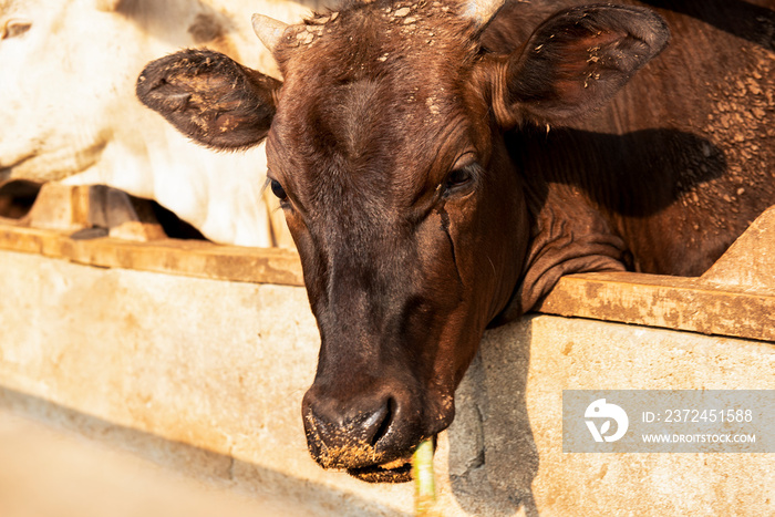 Wagyu – Japanese shorthorn Portrait of a Wagyu cow with sad tears, a Wagyu cattle originating from J