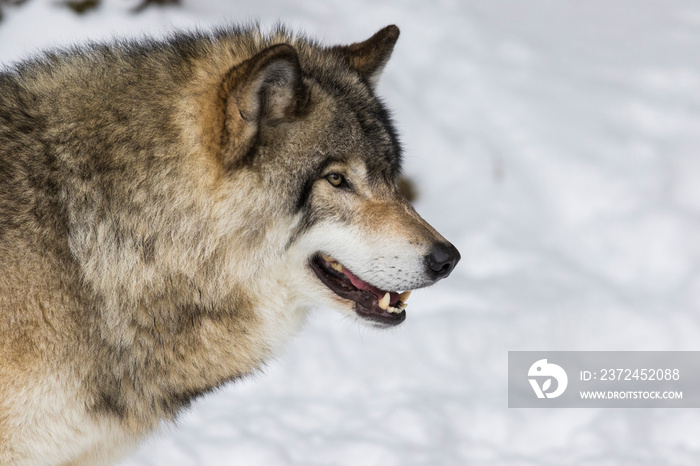 狼的画像。西北狼（Canis lupus occidentalis），又名麦肯齐谷狼