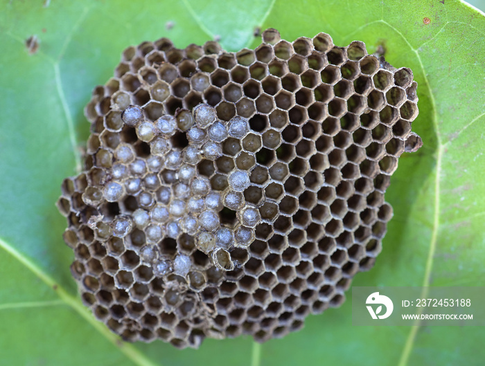 Wasp nest on green leaf  with larvae ready to hatch