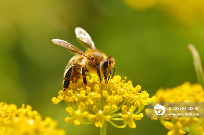 蜜蜂从盛开的花朵中收获花粉