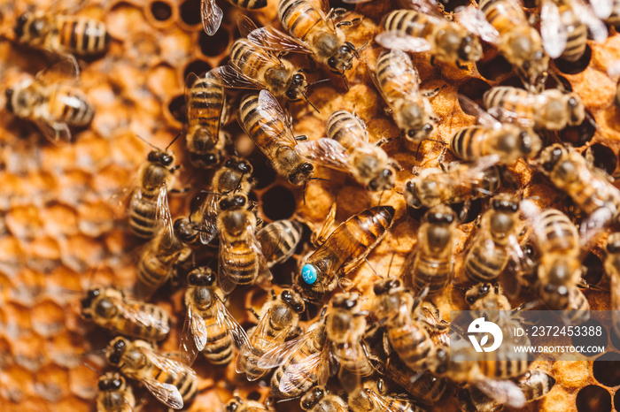 Honey bees and queen bee on honeycomb in hive