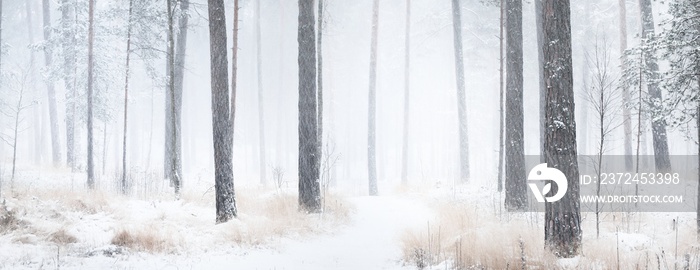 暴风雪中穿过白雪覆盖的松树林的小路。巨大的常青树特写。