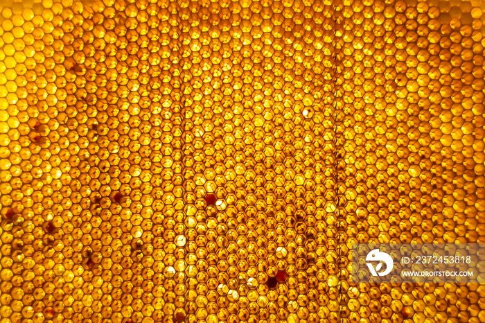 Honeycomb from bee hive filled with golden honey