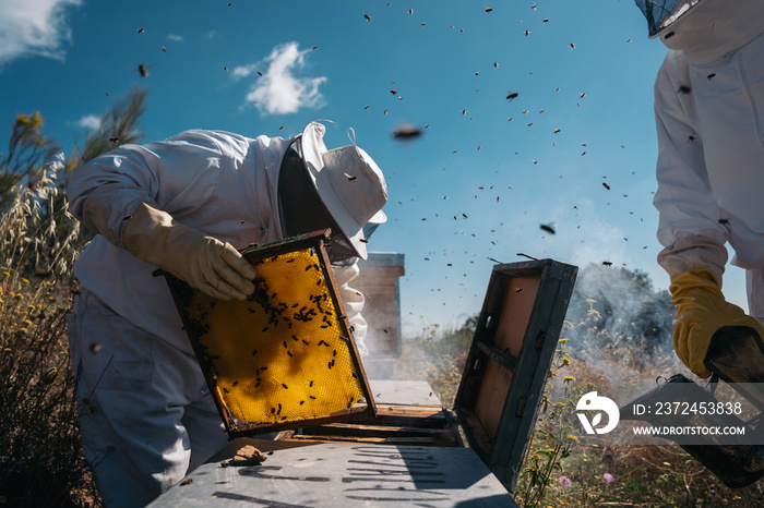 Beekeepers working to collect honey. Organic beekeeping concept.