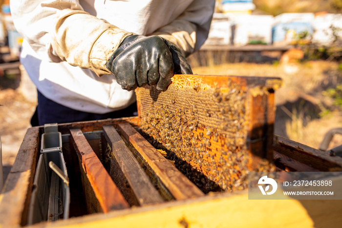 Bee keeper removing rack outside of hive. organic honey and beekeeping concept