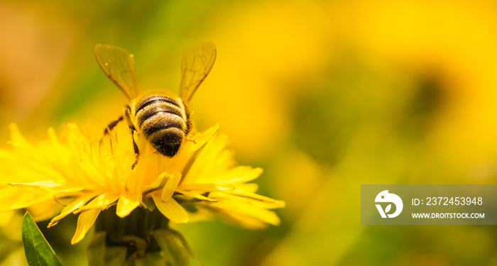 蜜蜂被黄色花粉覆盖，从蒲公英花中采集花蜜。对环境很重要