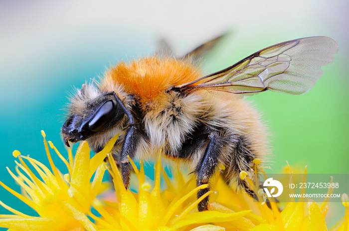 Macro image of a Bombus on a flower