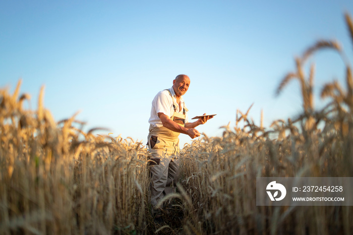 Portrait of senior farmer agronomist in wheat field checking crops before harvest and holding tablet