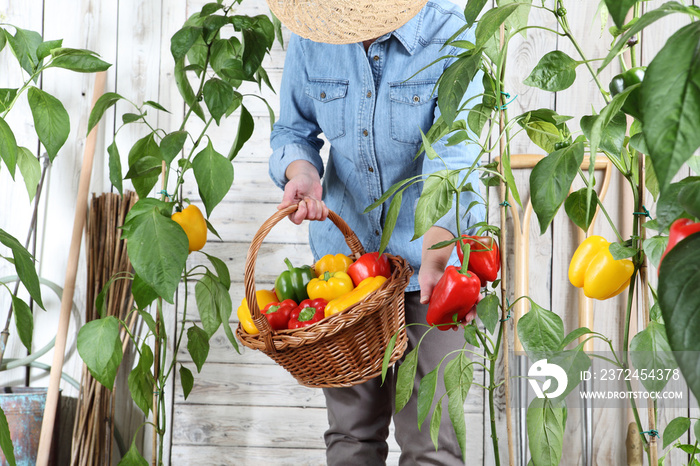woman in vegetable garden with wicker basket picking colored sweet peppers from lush green plants, g