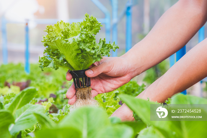 Hydroponics vegetable farm, Farmer harvest hydroponics vegetable in farms morning, Thailand.