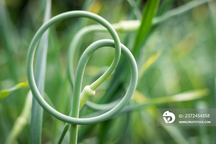 Garlic scape close-up