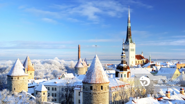 爱沙尼亚塔林市。冬天树上的雪