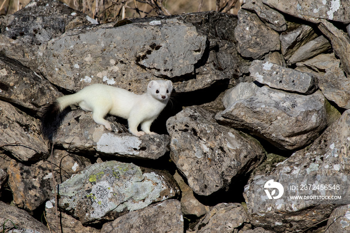 Ermine (Mustela erminea) with its characteristic winter white skin, perched on a stone wall