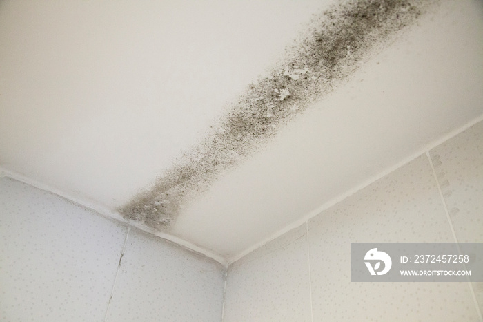 Mold found after inspection of the property for sale in the neighborhood of são paulo brazil during 