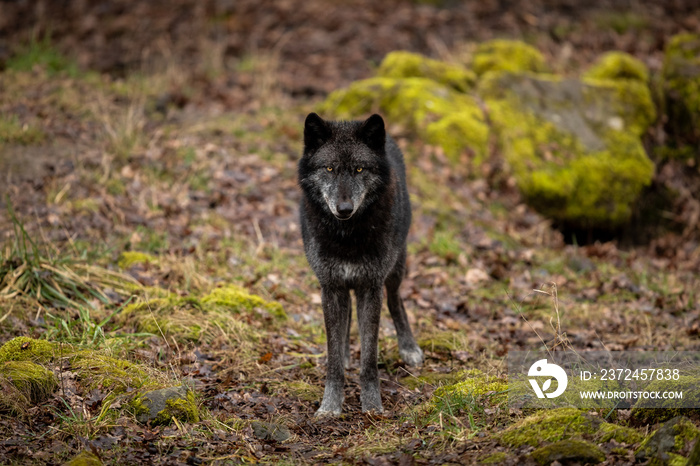 Black Wolf in the forest