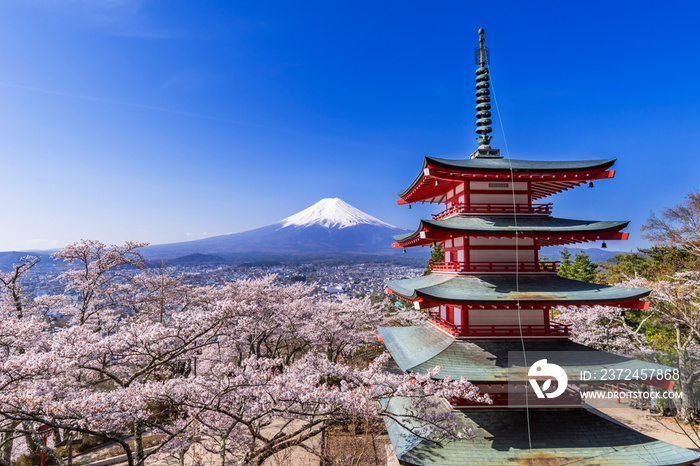 新倉山浅間公園 満開の桜と富士山